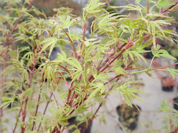 Ao kanzashi – Image 2