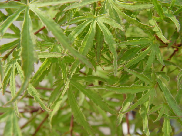 Ao kanzashi