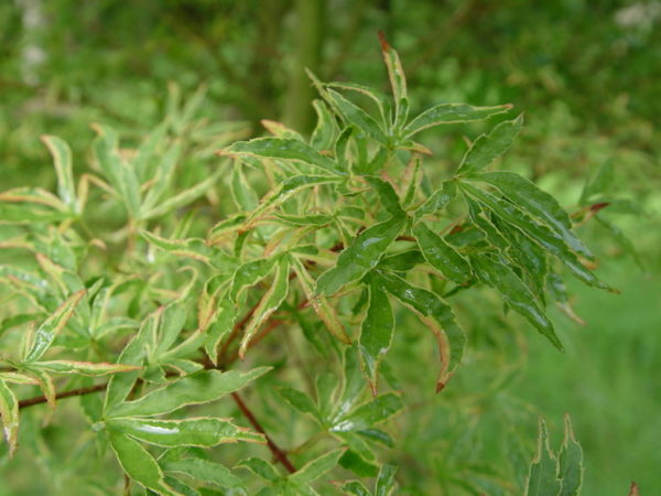 Ao kanzashi – Image 3