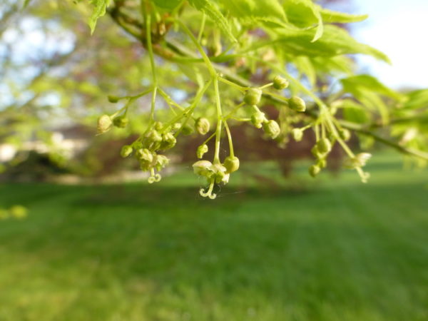 Aoyagi – Image 2