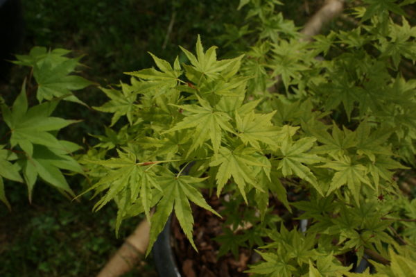 Arano – Image 3