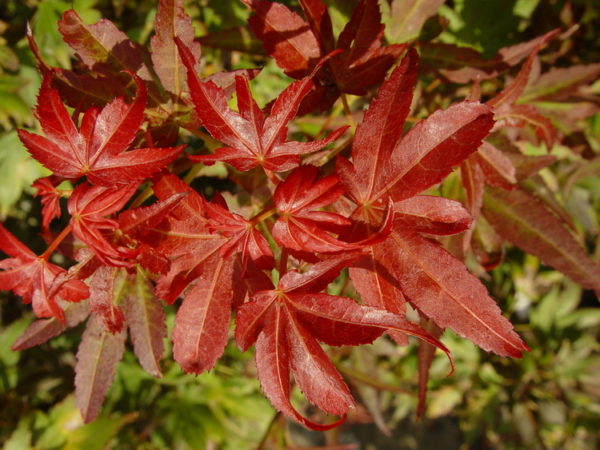 Aratama – Image 4