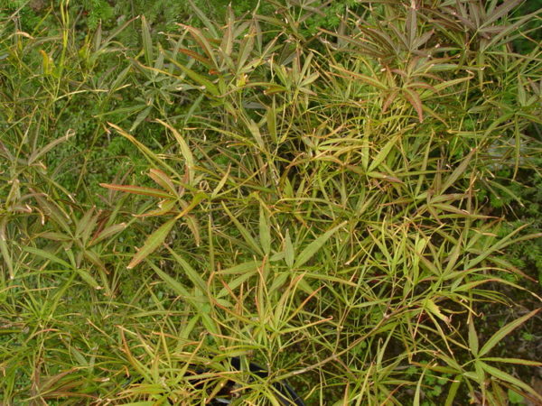 Atrolineare – Image 2