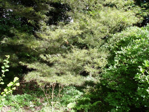 Atrolineare – Image 3