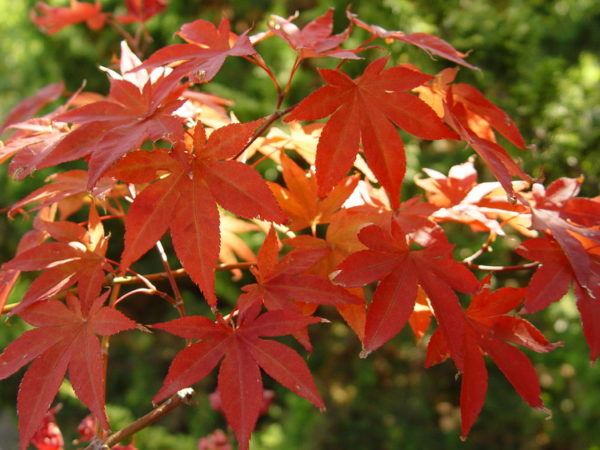 Atropurpureum