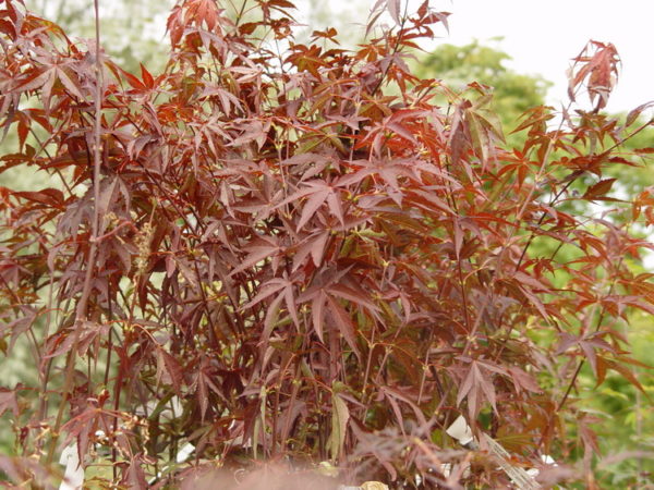 Atropurpureum – Image 2