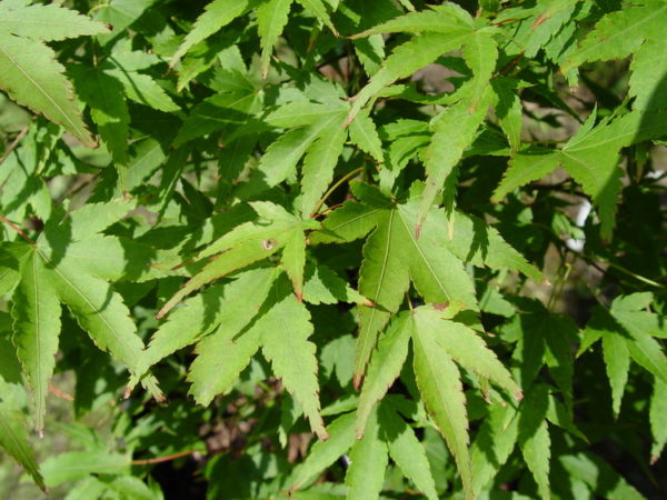 Beni yatsubusa