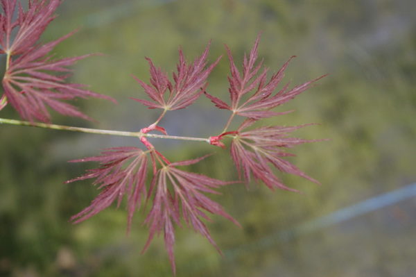 Brocade