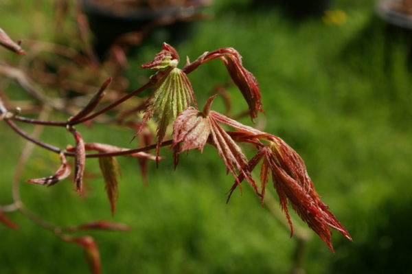 Burgundy lace – Image 2
