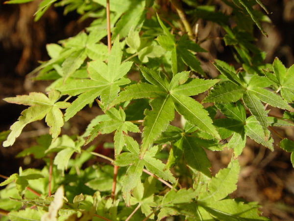 Calico – Image 3