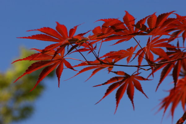 Chitose yama red