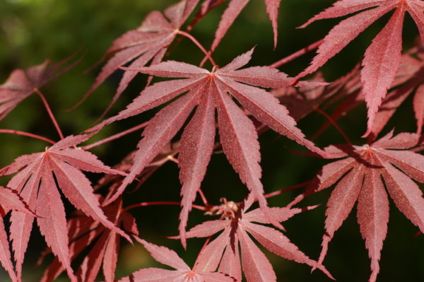 Chitose yama red – Image 2