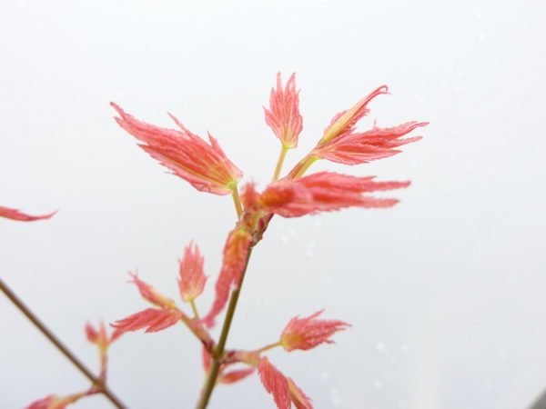 Coral pink – Image 2