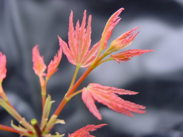 Coral pink