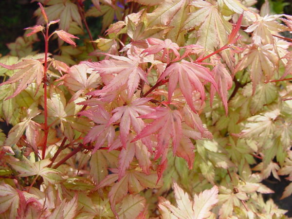 Coral pink – Image 3