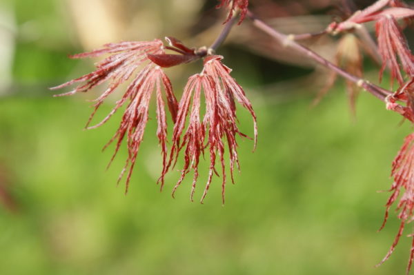 Crimson queen – Image 2