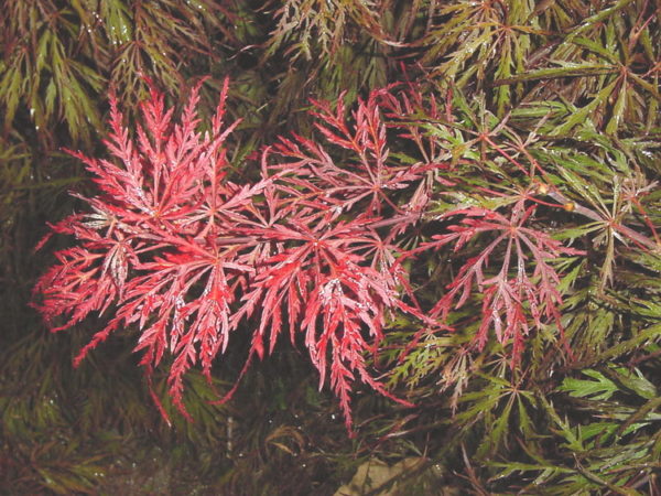 Crimson queen – Image 5