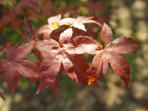 Deshojo – Image 2