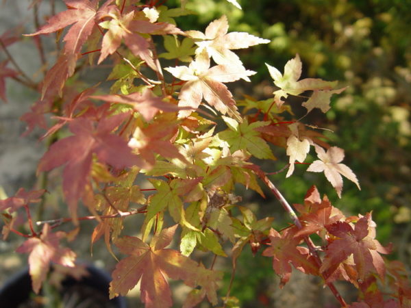 Deshojo – Image 4