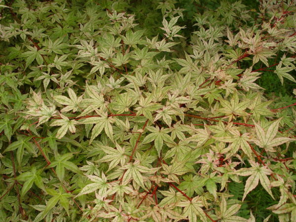 Deshojo – Image 5