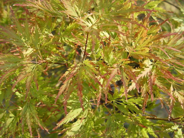 Dissectum – Image 3