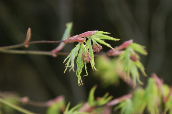 Dissectum flavescens – Image 2