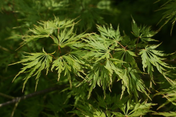 Dissectum flavescens