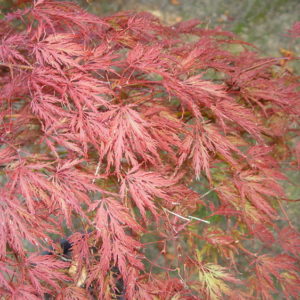 Dissectum nigrum