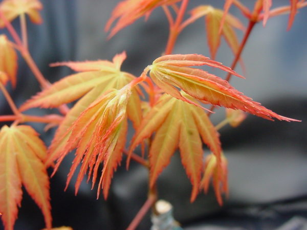 katsura – Image 2