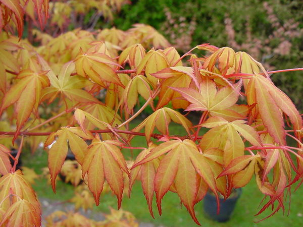 katsura – Image 3