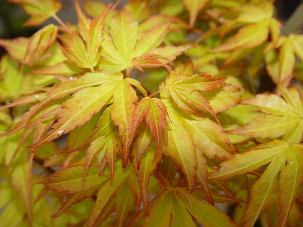 katsura – Image 4
