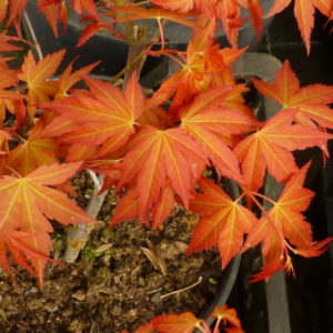 katsura