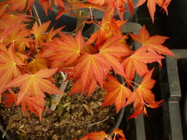 katsura