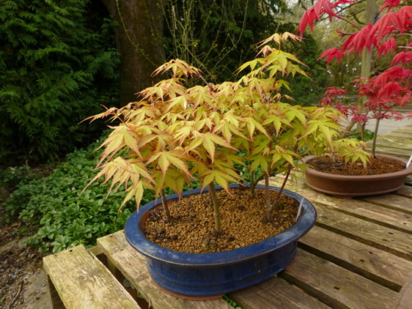 katsura – Image 5