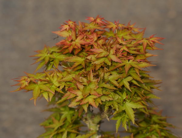 Shin chishio – Image 5