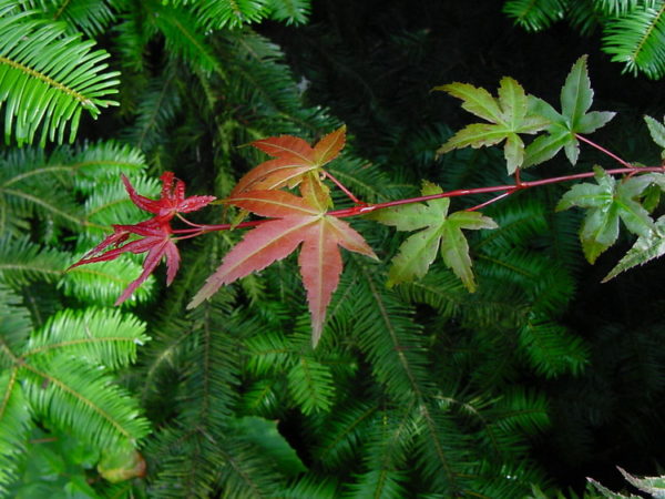 Shin chishio – Image 4