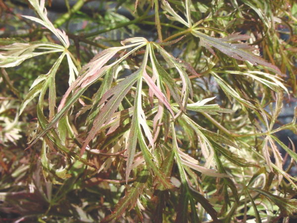 Dissectum variegatum – Image 3