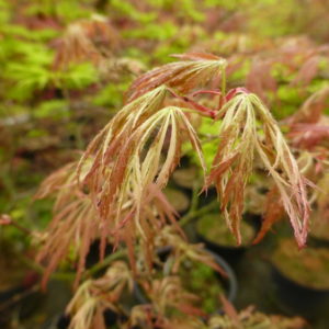 Dissectum variegatum