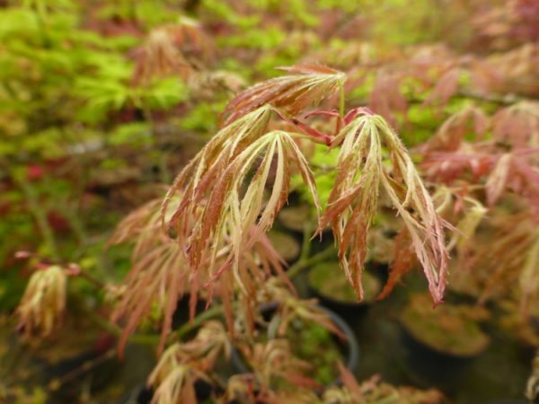 Dissectum variegatum