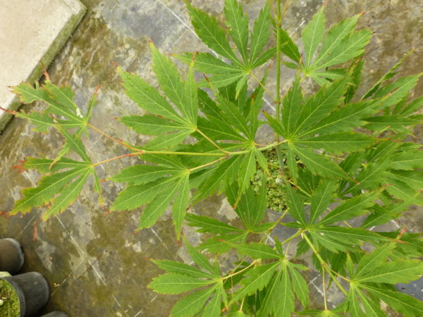 Fascination – Image 3