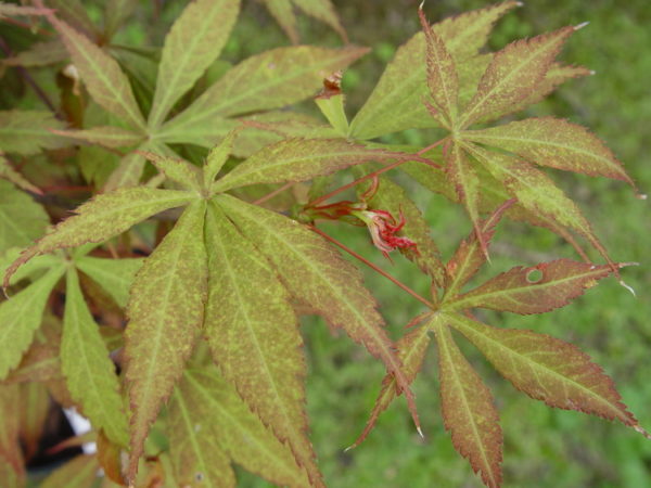 Fior d'Arancio – Image 3