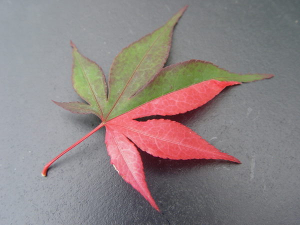 Fujinami nishiki – Image 4
