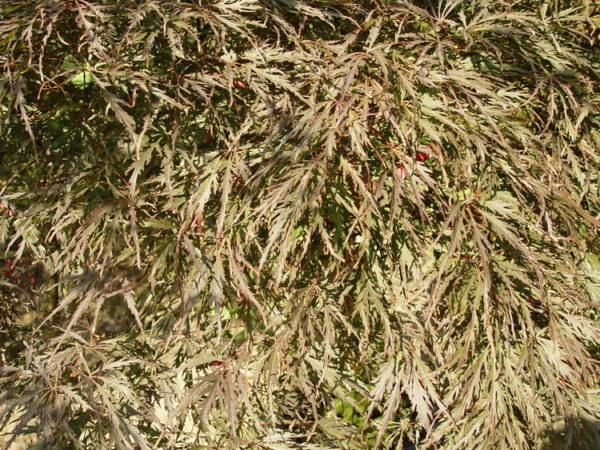 Garnet – Image 2
