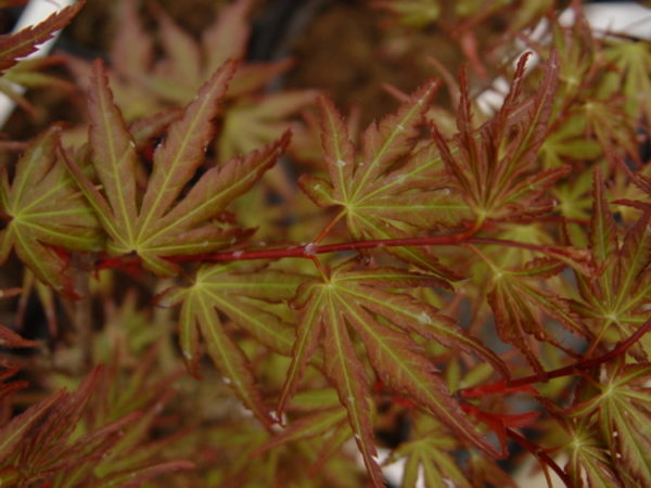 Garyu