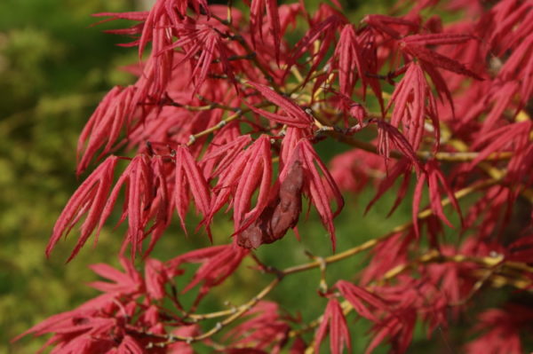 Geisha – Image 2
