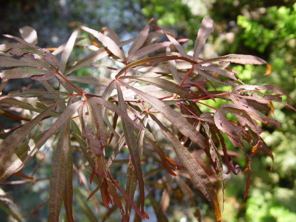 Greenthumb North-Carolina red – Image 2