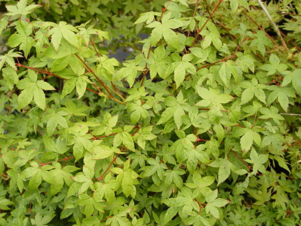 Hanami nishiki – Image 2