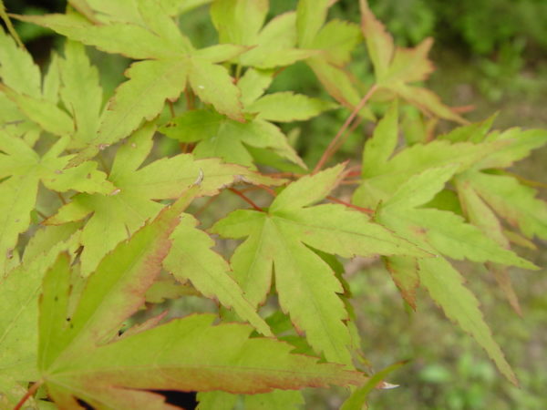 Hatsukoi – Image 3