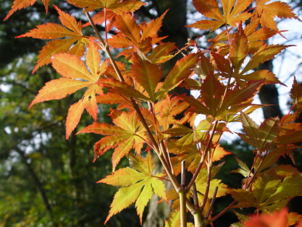 Heguri – Image 2