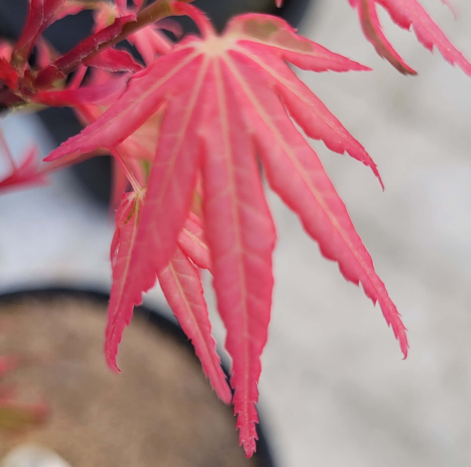 Asahi zuru – Image 9